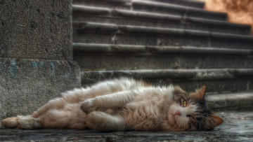 Картинка животные коты кошка фон взгляд