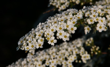 Картинка цветы белая невеста