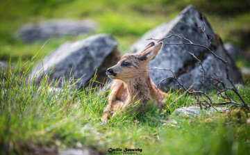 Картинка животные олени детёныш оленёнок маскировка затаился трава мордочка