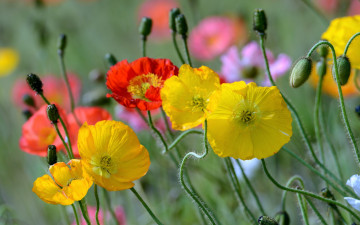 Картинка цветы маки лепестки стебель краски луг поле