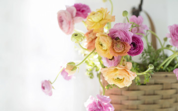 Картинка цветы ранункулюс+ азиатский+лютик свет фон