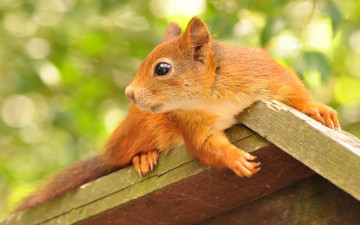 Картинка животные белки животное грызун белка профиль кормушка домик листва