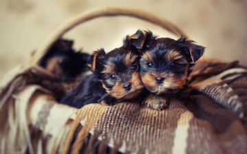 Картинка животные собаки корзина щенки корзинка