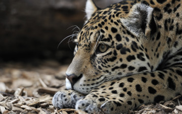 Картинка животные Ягуары животное хищник ягуар голова