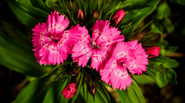 Обои картинки фото цветы, гвоздики, розовые