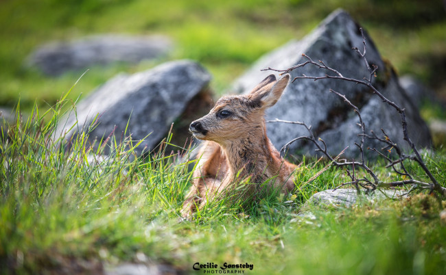 Обои картинки фото животные, олени, детёныш, оленёнок, маскировка, затаился, трава, мордочка