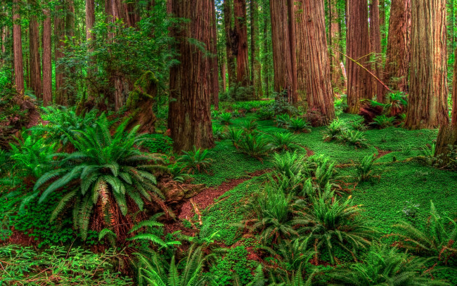 Обои картинки фото природа, лес, кусты, деревья, зелень