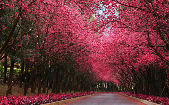 Обои картинки фото природа, парк, дорога, деревья, аллея, цветущие, сакура