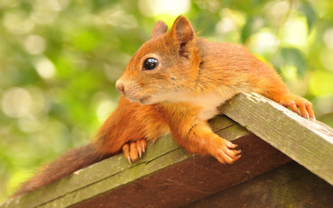 Обои картинки фото животные, белки, животное, грызун, белка, профиль, кормушка, домик, листва