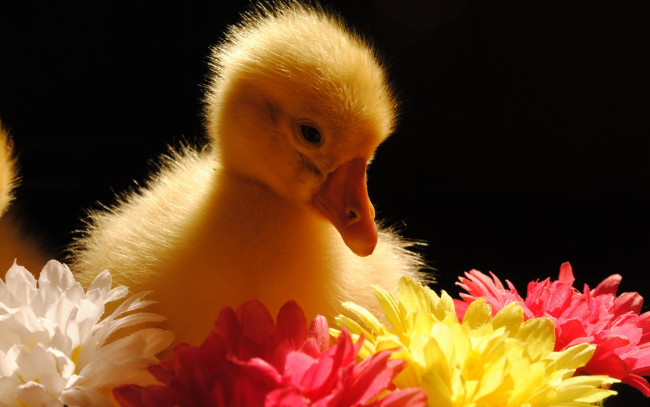 Обои картинки фото животные, гуси, гусёнок