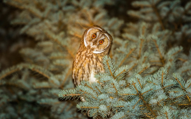 Обои картинки фото животные, совы, природа, дерево, ветки, ель, сова, птица