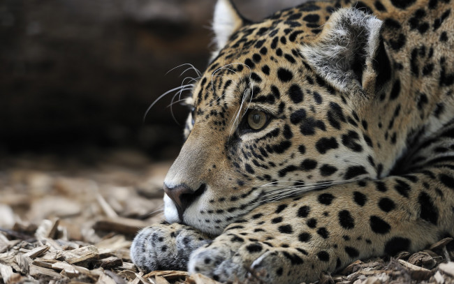 Обои картинки фото животные, Ягуары, животное, хищник, ягуар, голова