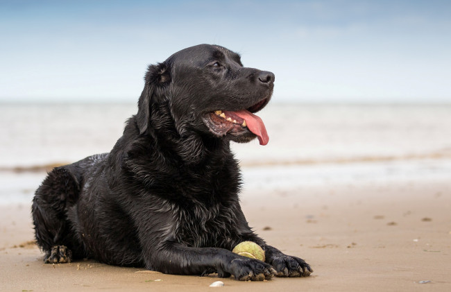 Обои картинки фото животные, собаки, друг, взгляд, собака