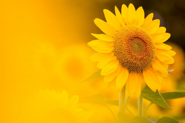 Обои картинки фото цветы, подсолнухи, фон, природа, подсолнух