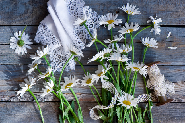 Обои картинки фото цветы, ромашки