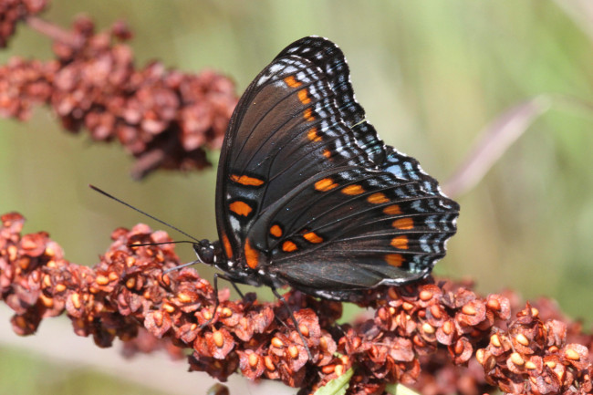 Обои картинки фото животные, бабочки,  мотыльки,  моли, бабочка