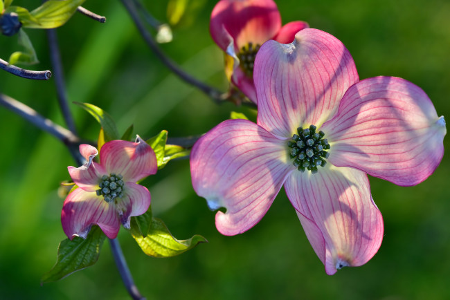 Обои картинки фото цветы, кизил