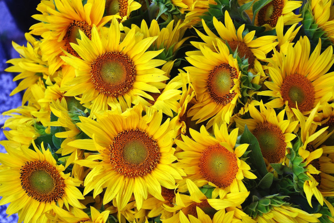 Обои картинки фото цветы, подсолнухи, желтый, лепестки