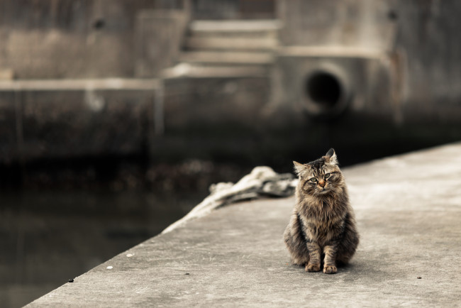 Обои картинки фото животные, коты, фон, ушки, усы, взгляд, коте, киса