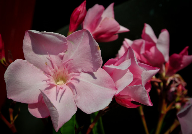 Обои картинки фото цветы, розовые