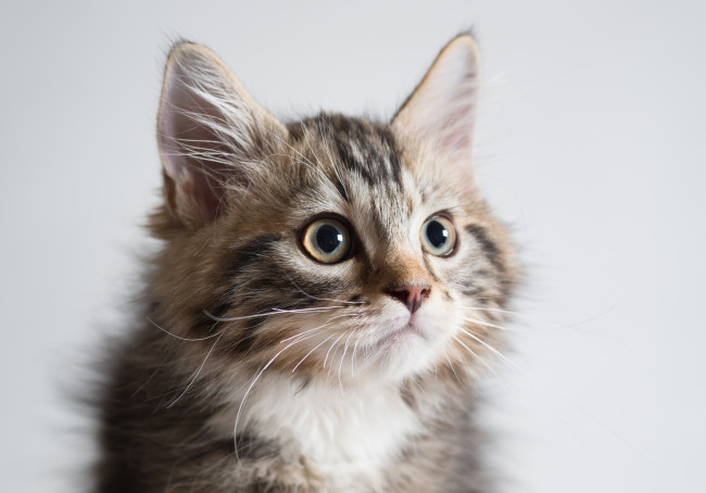 Обои картинки фото животные, коты, фон, киса, коте, кот, кошка, котёнок, взгляд