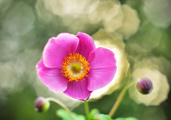 Обои картинки фото цветы, анемоны,  сон-трава, анемон