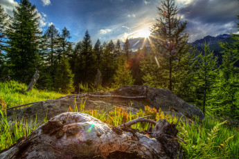 Картинка природа лес деревья