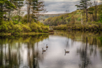 Картинка природа реки озера река лес