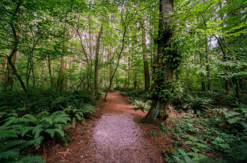 Картинка природа дороги тракт