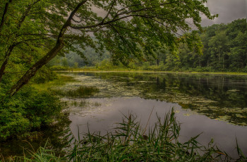 Картинка природа реки озера река лес