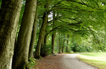 Картинка природа дороги тракт