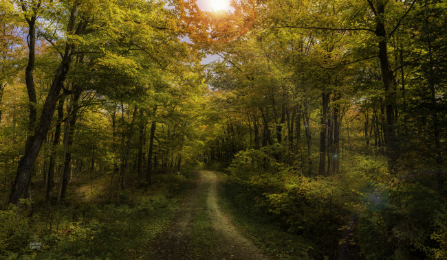 Обои картинки фото природа, лес, рассвет