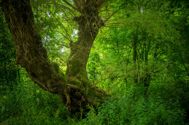 Обои картинки фото природа, лес, деревья