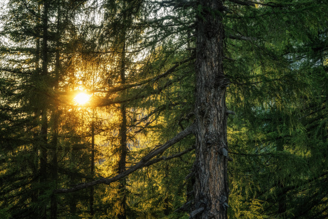 Обои картинки фото природа, лес, деревья