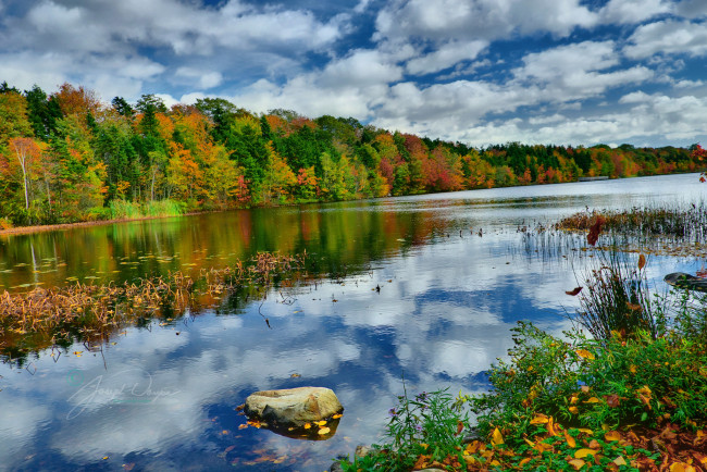 Обои картинки фото природа, реки, озера, река, лес