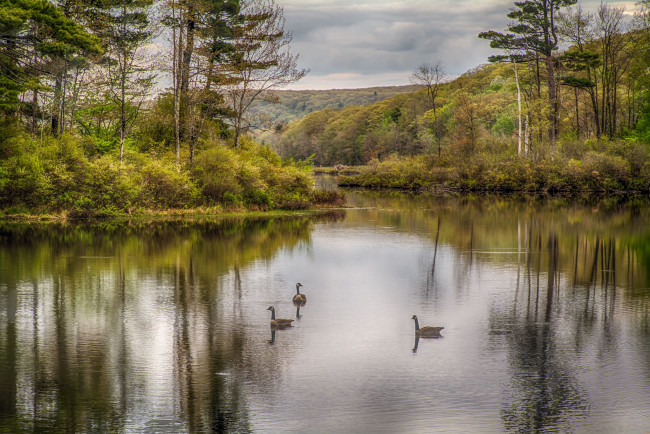 Обои картинки фото природа, реки, озера, река, лес
