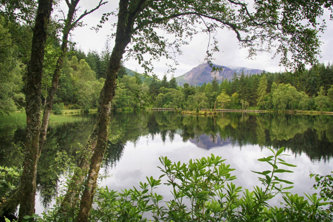 Обои картинки фото природа, реки, озера, река, лес