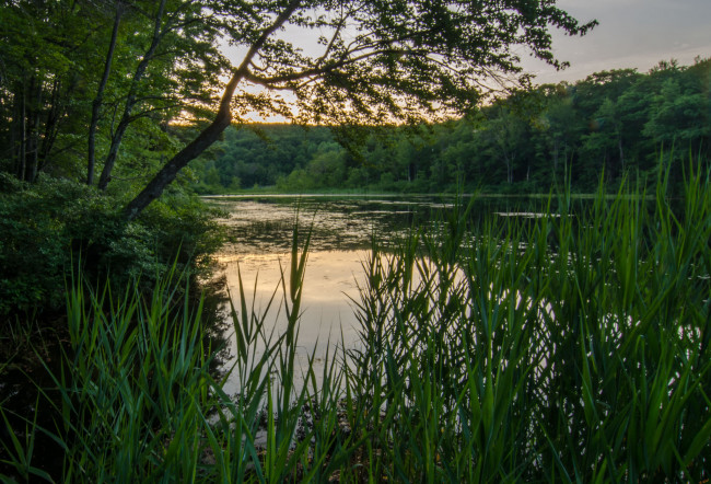 Обои картинки фото природа, реки, озера, лес, река