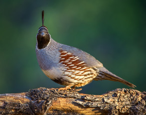 Картинка животные птицы птичка