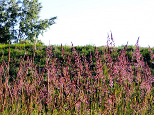 Картинка цветы луговые+ полевые +цветы луг лето