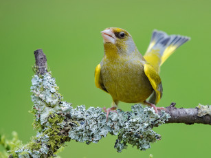 Картинка животные птицы птичка