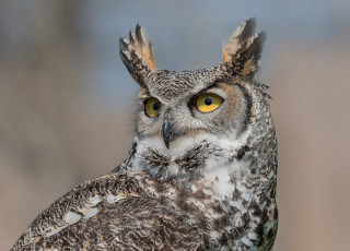 Картинка животные совы окрас птица перья сова