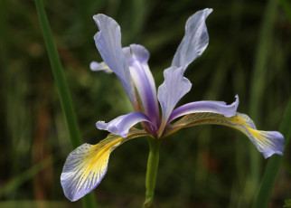 Картинка цветы ирисы ирис