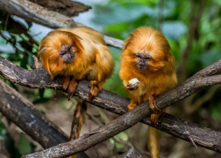 Картинка животные обезьяны игрунки