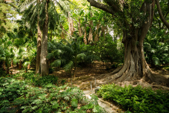 Картинка природа лес простор