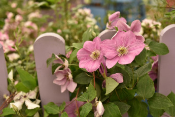 Картинка цветы клематис+ ломонос розовый забор клематис лепестки листья