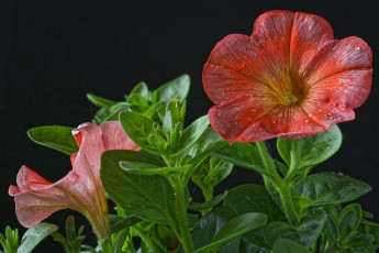 Картинка цветы лепестки черный фон капли макро листья