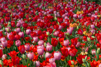 Картинка цветы тюльпаны бутоны цветение яркость лепестки листья