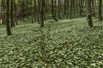 Картинка природа лес цветы деревья