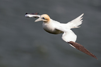 Картинка животные олуши птичка